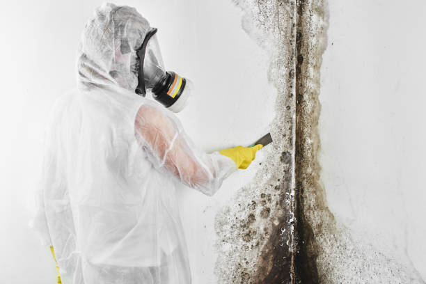 Best Black Mold Remediation in Clearlake Oaks, CA