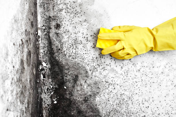 Best DIY Mold Remediation Support Services in Clearlake Oaks, CA