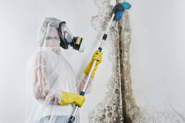 Best HVAC Mold Remediation in Clearlake Oaks, CA