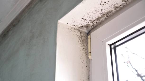 Best Emergency Mold Remediation in Clearlake Oaks, CA