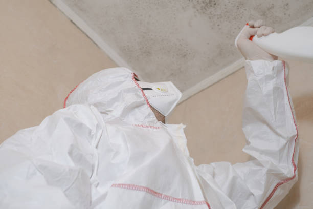 Best Basement Mold Remediation in Clearlake Oaks, CA
