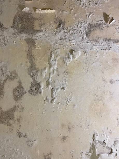 Best Emergency Mold Remediation in Clearlake Oaks, CA