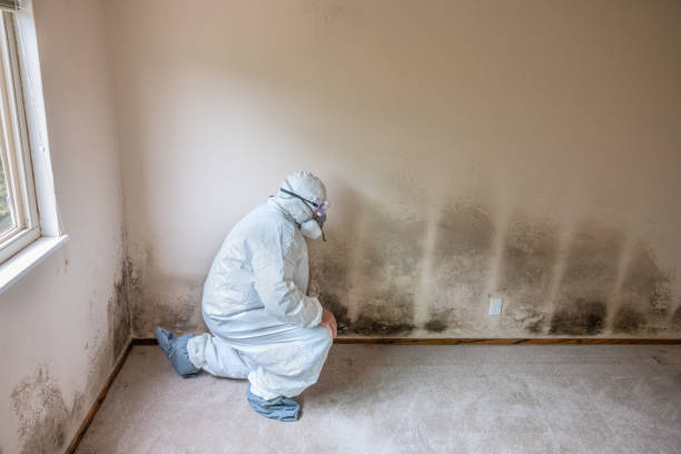Best Insurance-Related Mold Remediation in Clearlake Oaks, CA