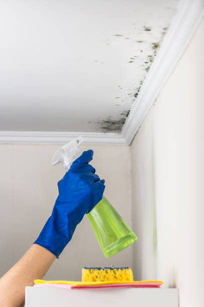 Trusted Clearlake Oaks, CA Mold Remediation Experts